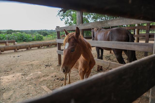Apreensões de animais de grande porte triplicam no DF, ampliando adoções nos últimos anos